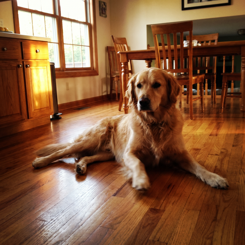 1. Overgrown paw fur is why your dog slips on smooth floors